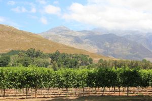 A glorious vineyard view from the restaurant terrace at Maison, Franschhoek